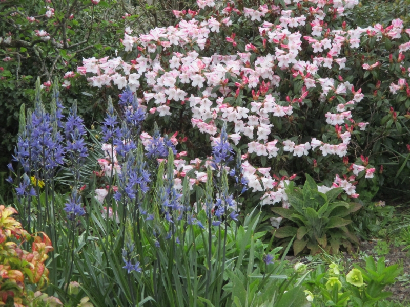 Bovey Tracey Gardens